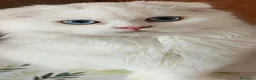 Scottish gatti in vendita: Valentino maschio e Vanilla femmina - Annuncio 7