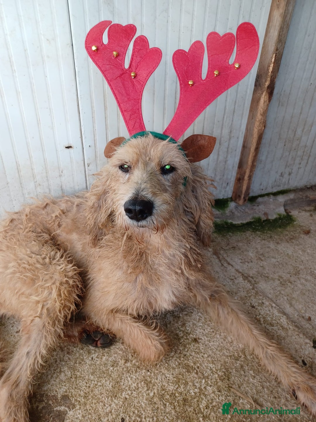 Spinone cani in regalo: IL DOLCE JERRY - Annuncio 2