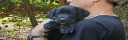 Meticcio cani in regalo: IL BELLISSIMO MALUK CERCA LA SUA FAMIGLIA - Annuncio 2