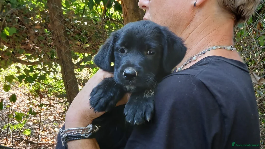 Meticcio cani in regalo: IL BELLISSIMO MALUK CERCA LA SUA FAMIGLIA - Annuncio 2