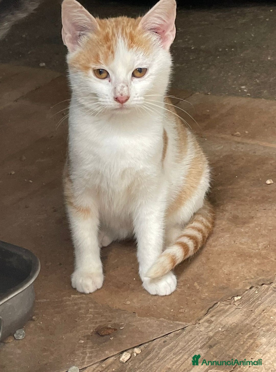 Meticcio gatti in regalo: LA TENERA KANGA - Annuncio 8