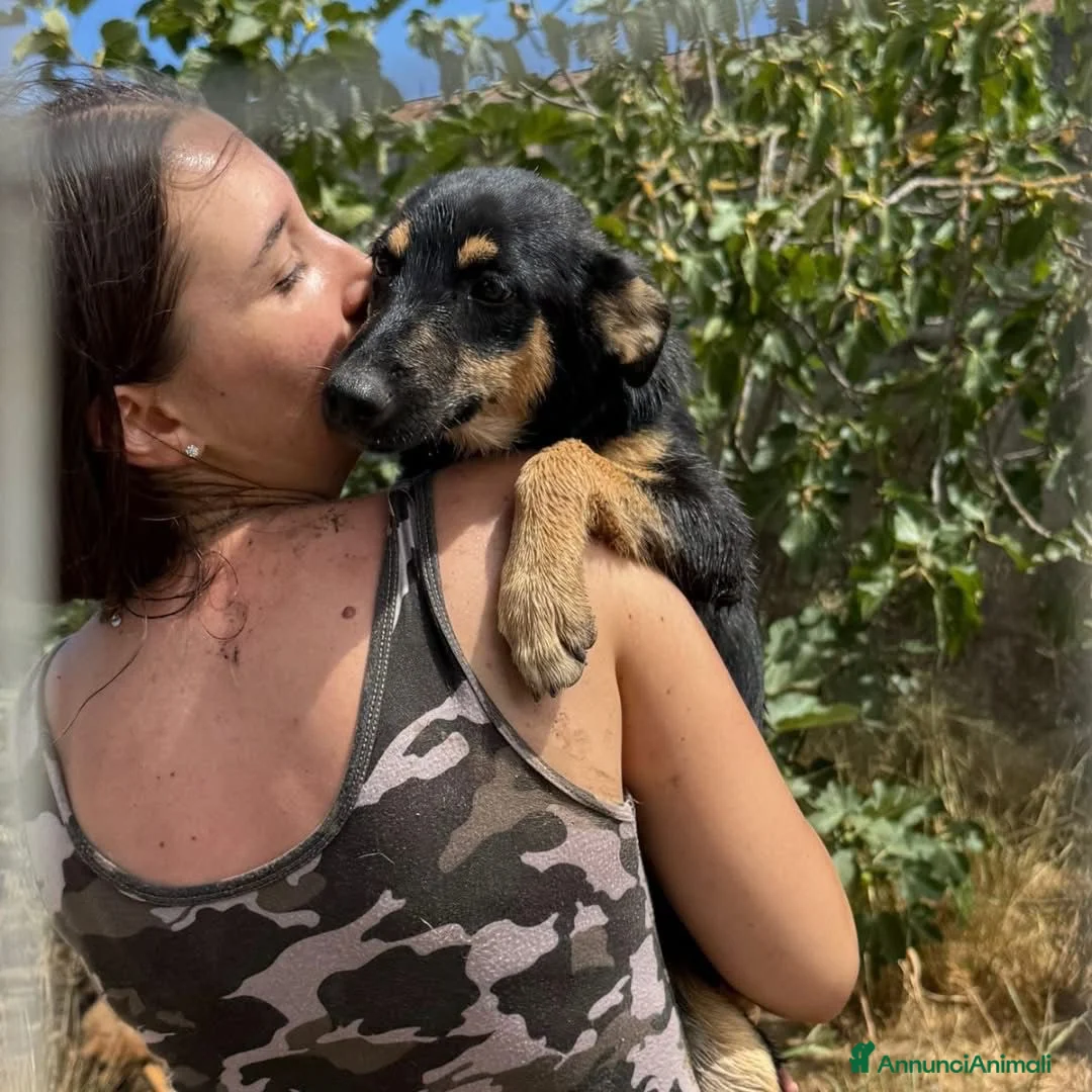 Meticcio cani in regalo: ADA 🩷 - taglia media. Perché nessuno chiama? 😢 - Annuncio 6