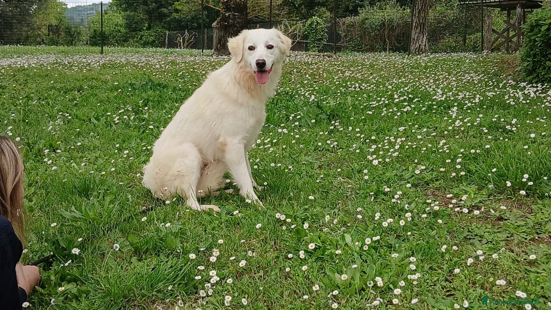 Meticcio cani in regalo: LUCIA E' IN CERCA DELL' AMORE VERO - Annuncio 2