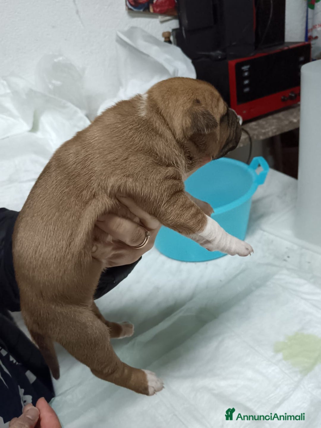 American Staffordshire cani in vendita: America Staffordshire terrier - Annuncio 24