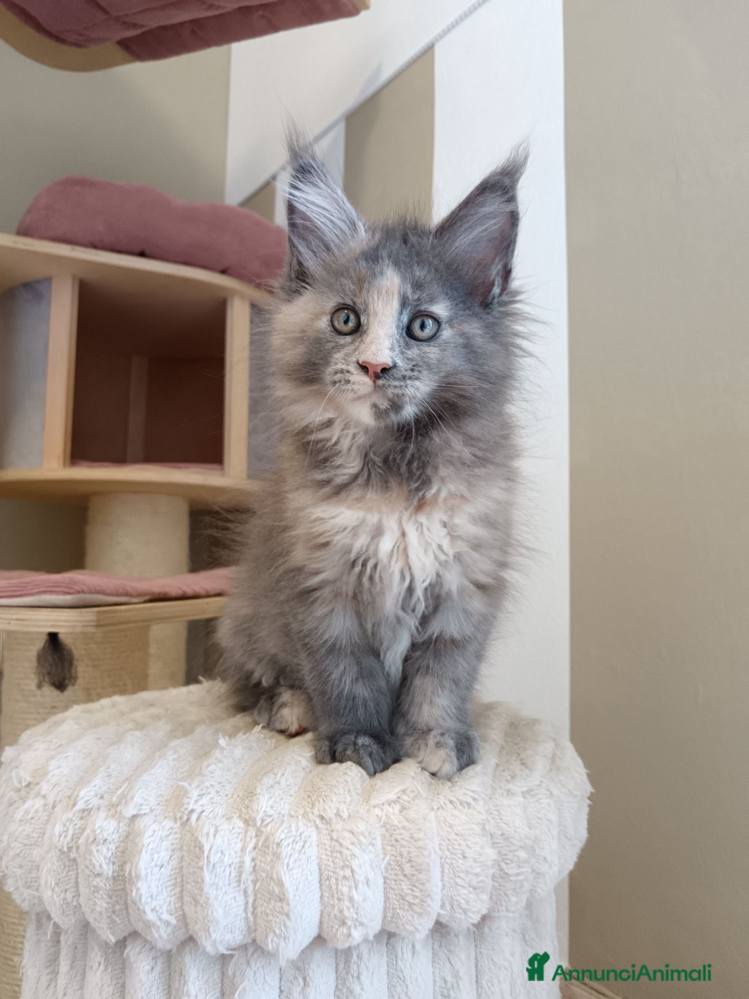 Maine Coon gatti Femmina maine coon con pedigree FIFE  - Annuncio 1