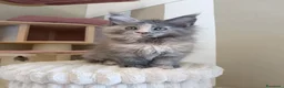 Maine Coon gatti in vendita: Femmina maine coon con pedigree FIFE  - Annuncio 1