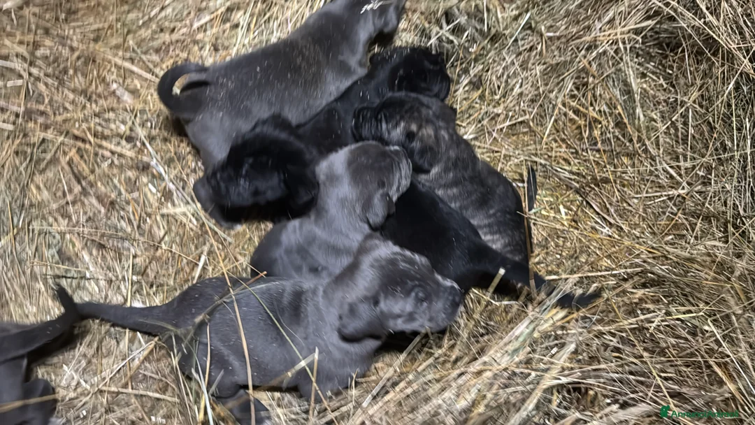 Cane Corso cani in vendita: Cuccioli di Corso grigi e neri (Montiglio AT) - Annuncio 10