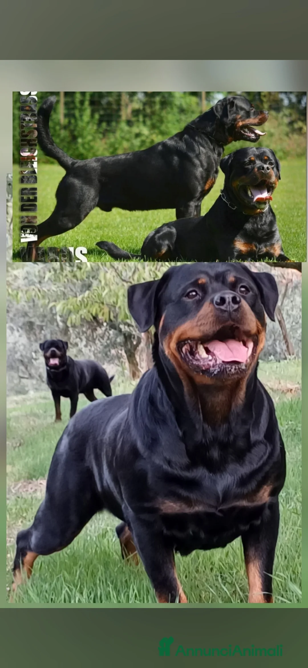 Rottweiler cani in vendita: Disponibile maschio rottweiler - Annuncio 12