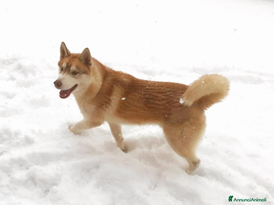 Husky cani per accoppiamento: Siberian Husky per monta  - Annuncio 1