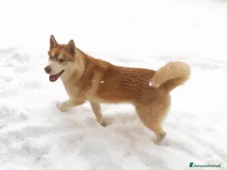 Husky cani Siberian Husky per monta - Annuncio 3