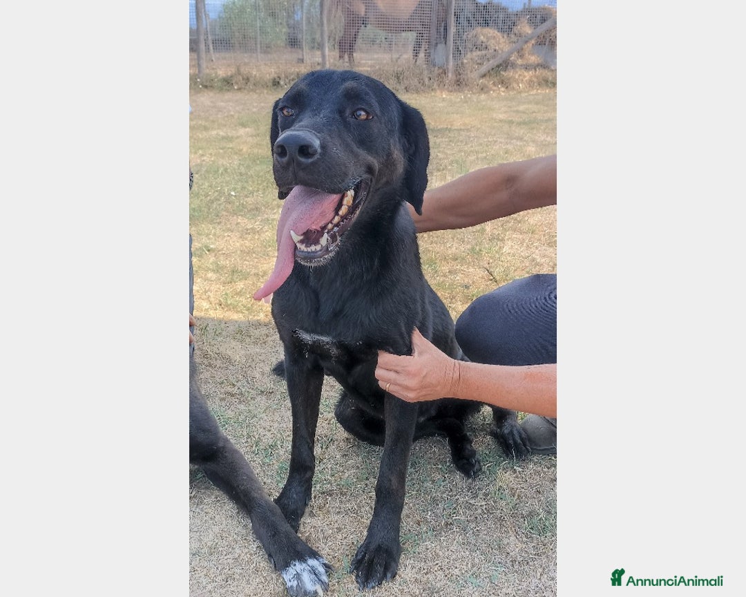 Meticcio cani in regalo: SORAYA, bellissima cagnolona in cerca di casa a Latina - Annuncio 3