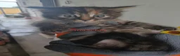 Meticcio gatti in regalo: Regalo gattini - Annuncio 5