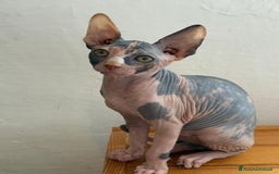Sphynx gatti in vendita: Sphynx in vendita a Provincia di Ancona - Immagine 8