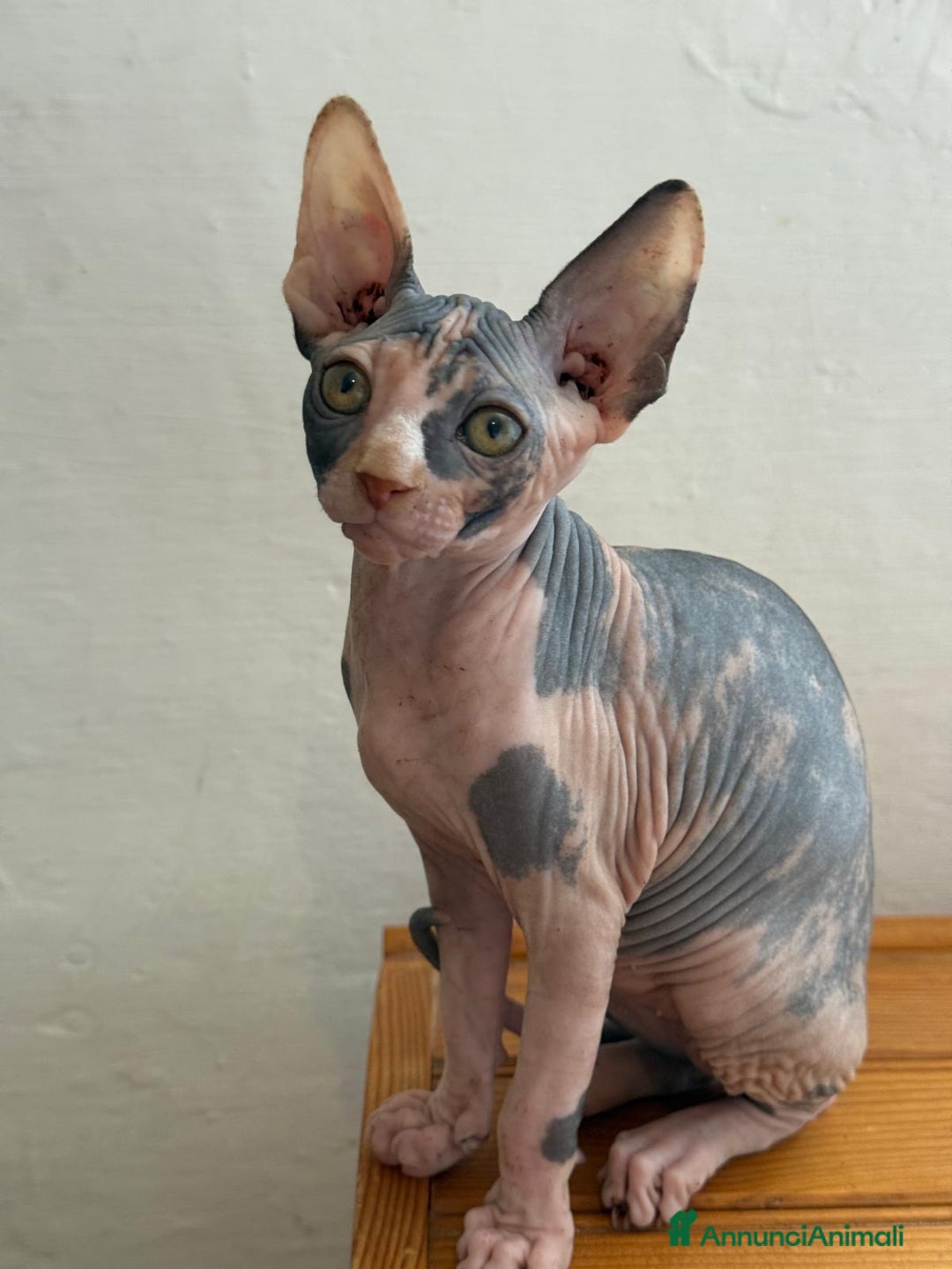 Sphynx gatti in vendita: Sphynx in vendita a Provincia di Ancona - Immagine 8