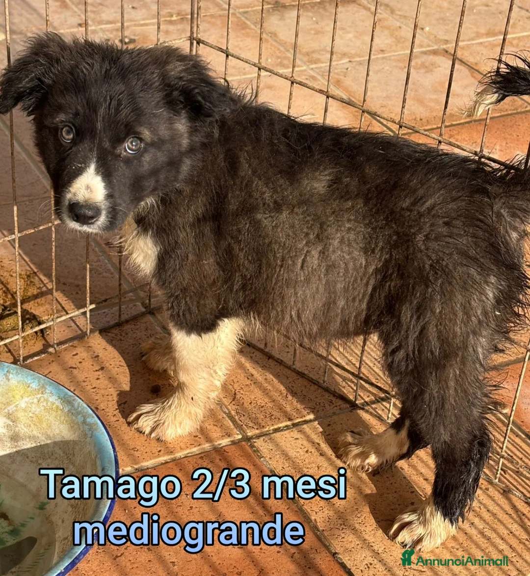 Meticcio cani in regalo: CUCCIOLI ABBANDONATI: EMERGENZA  - Annuncio 12