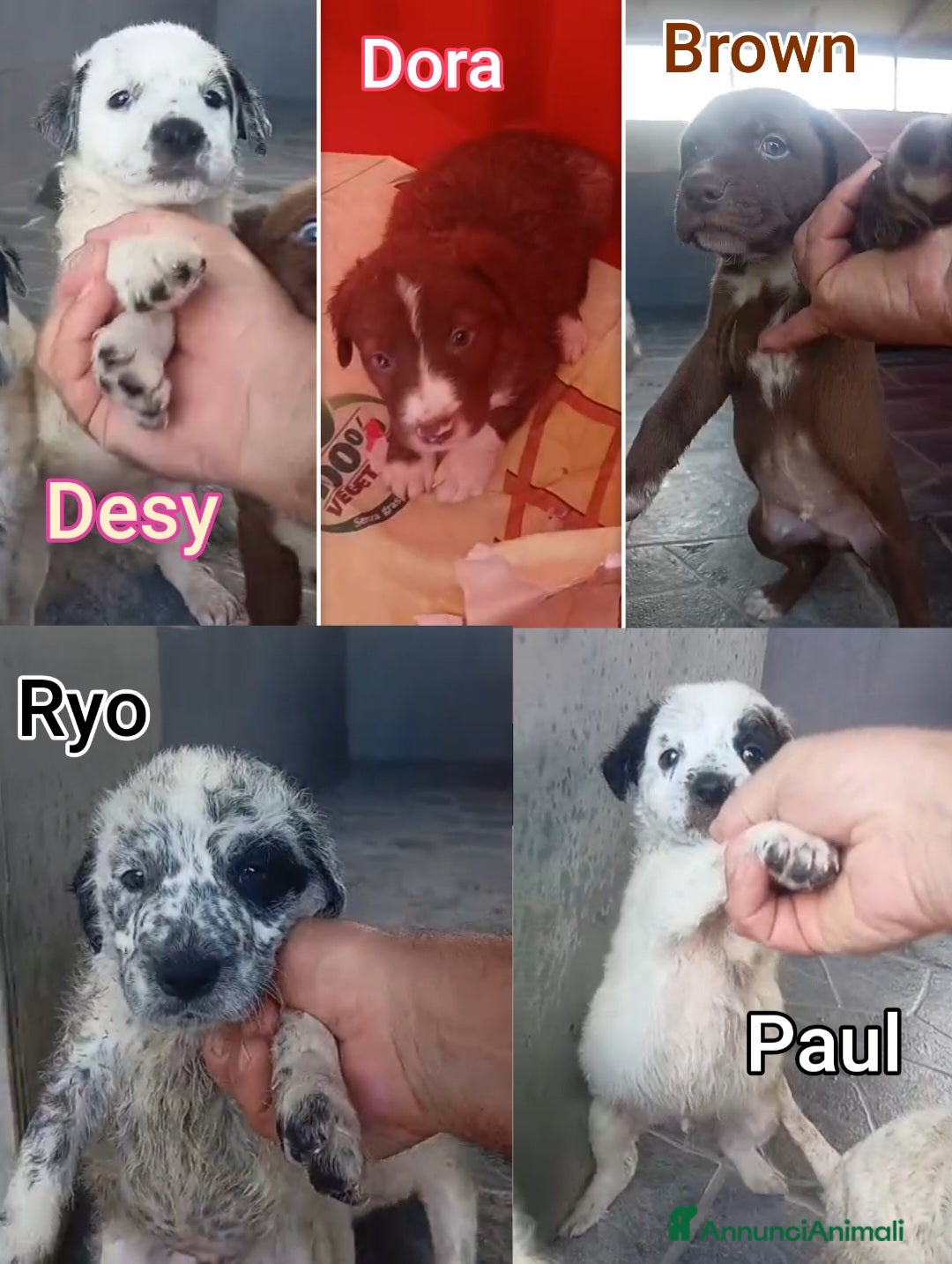 Meticcio cani in regalo: SALVA LA VITA DI UN CUCCIOLO  - Annuncio 2