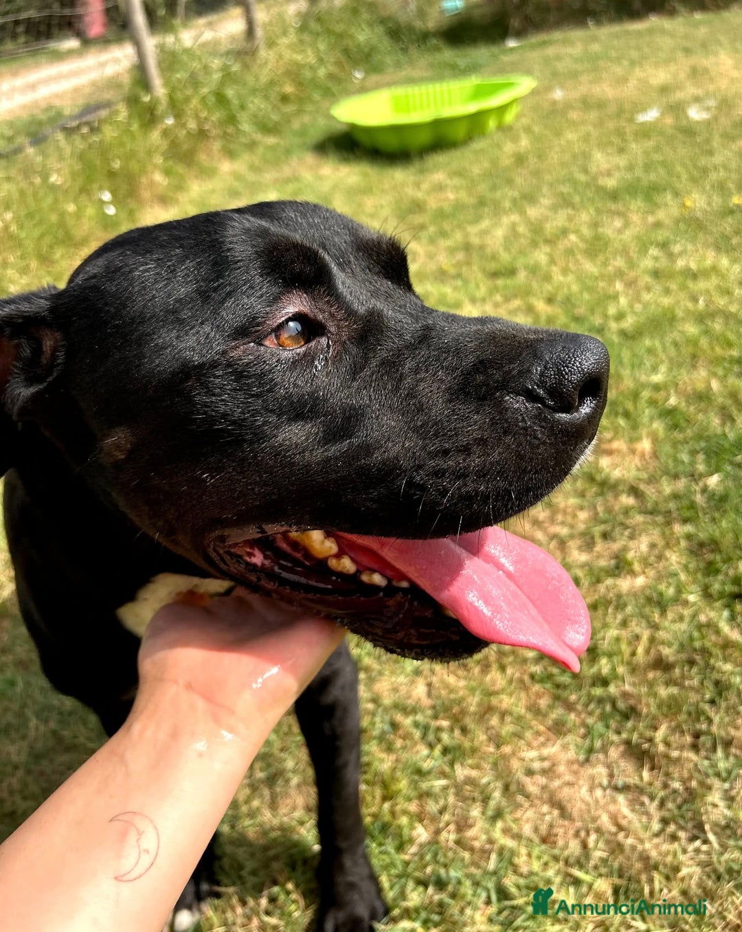 Meticcio cani in regalo: The King- cane nero mix labrador molosetto - Annuncio 4