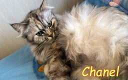 Persiano gatti in regalo: Tiffany & Chanel💖💖 a Provincia di Alessandria - Immagine 4