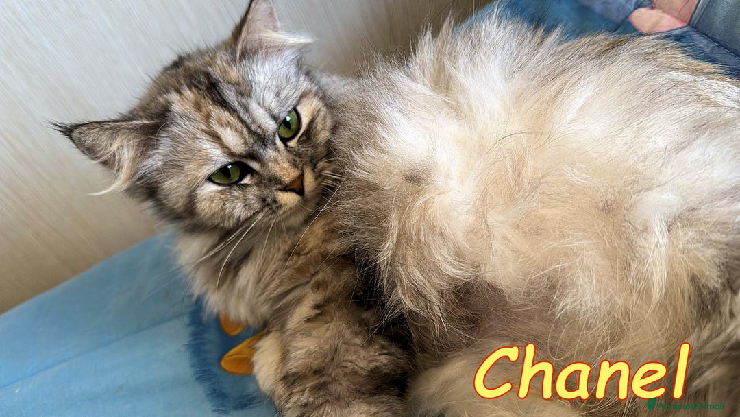 Persiano gatti in regalo: Tiffany & Chanel💖💖 a Provincia di Alessandria - Immagine 4