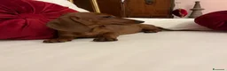 Bassotto cani in vendita: Cuccioli Bassotto Kaninchen e nano - Annuncio 9
