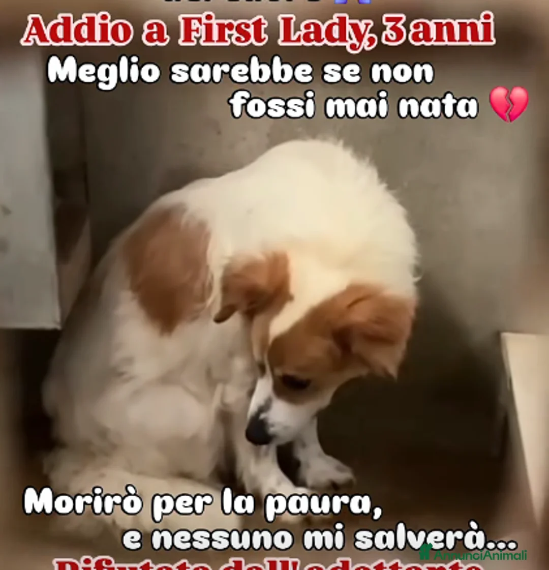 Meticcio cani in regalo: ADOZ.DEL💔:gettata incanile, deportata megacanile - Annuncio 1
