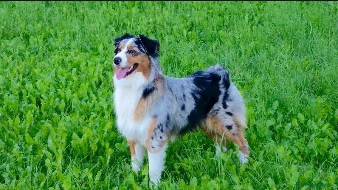 Australian Shepherd cani per accoppiamento: Pastore australiano per accoppiamento  - Annuncio 1
