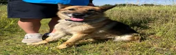 Meticcio cani in regalo: CICCILLO PASTORE TEDESCO - Annuncio 5