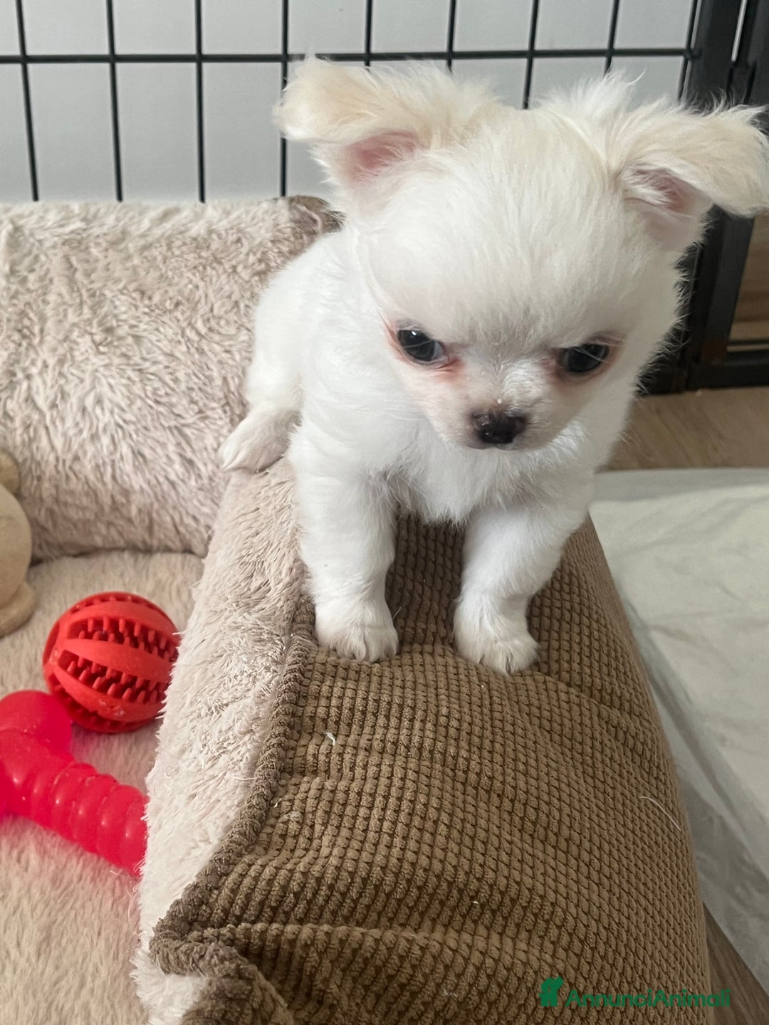 Chihuahua cani in vendita: Chihuahua maschi con pedigree - Annuncio 6