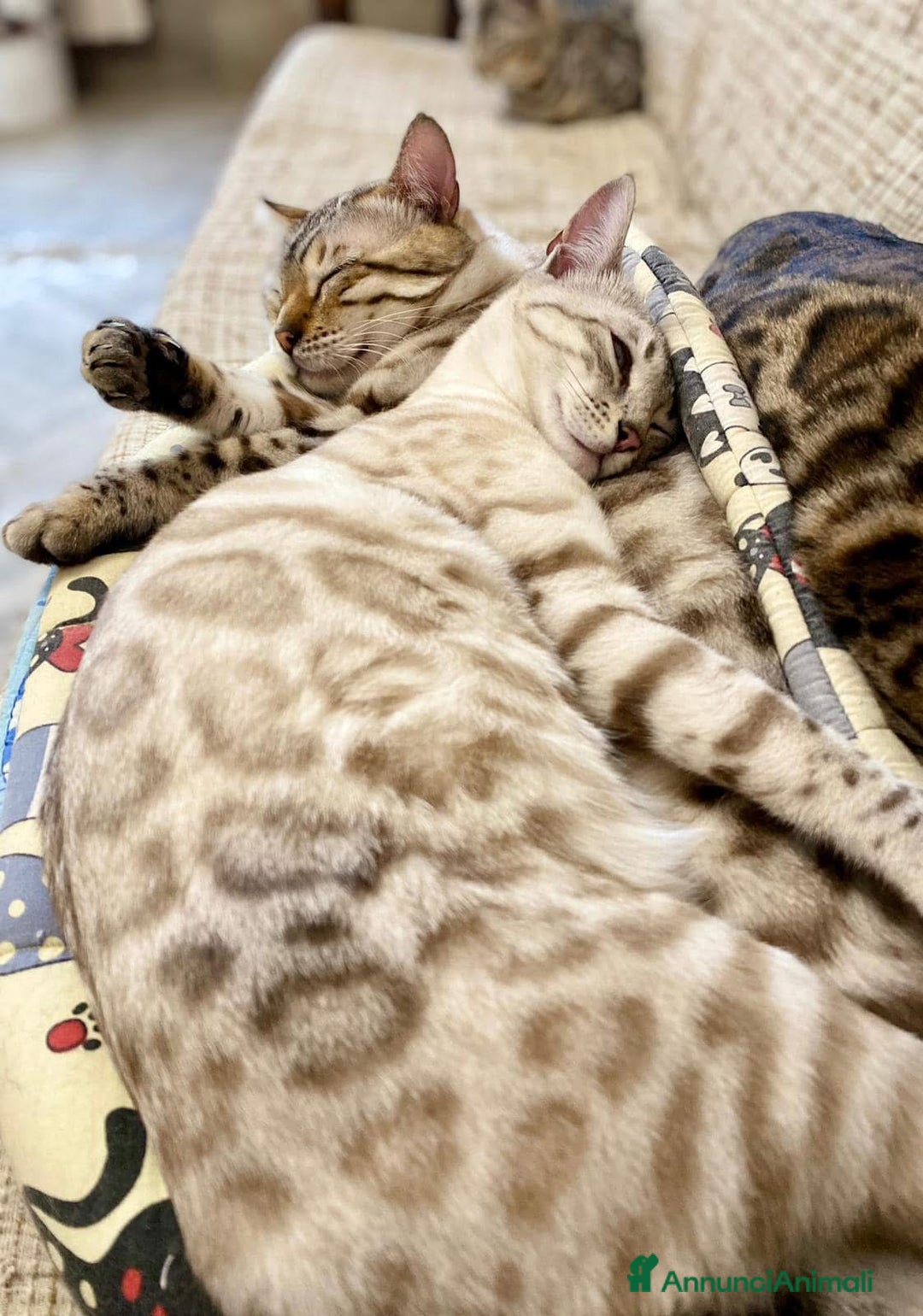 Bengala gatti in vendita: Splendido maschio bengala Snow lynx a Provincia di Perugia - Immagine 4