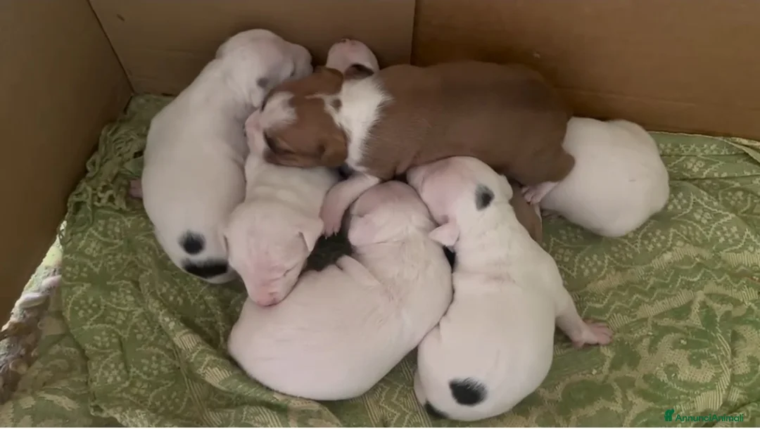 American Staffordshire cani in vendita: Cuccioli di American Staffordshire Terrier  - Annuncio 2