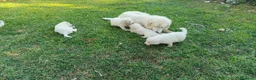 Pastore Abbruzzese Maremmano cani in vendita: Pastore maremmano abruzzese  a Città metropolitana di Catania - Annuncio 2