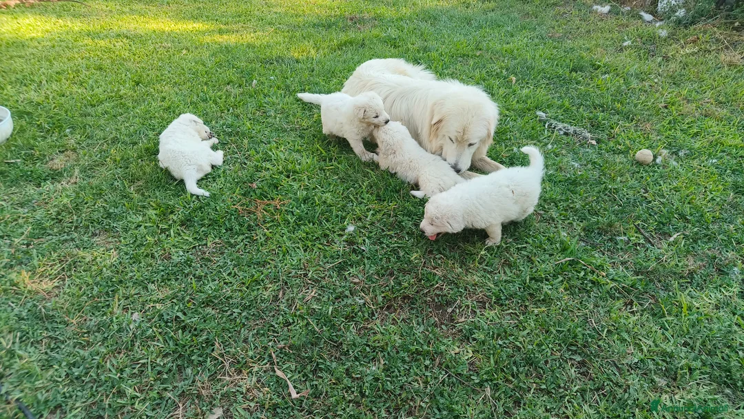 Pastore Abbruzzese Maremmano cani in vendita: Pastore maremmano abruzzese  a Città metropolitana di Catania - Annuncio 2