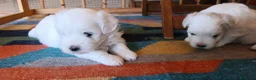 Maltese cani in vendita: Cuccioli mamtesi a Provincia di Cuneo - Annuncio 4