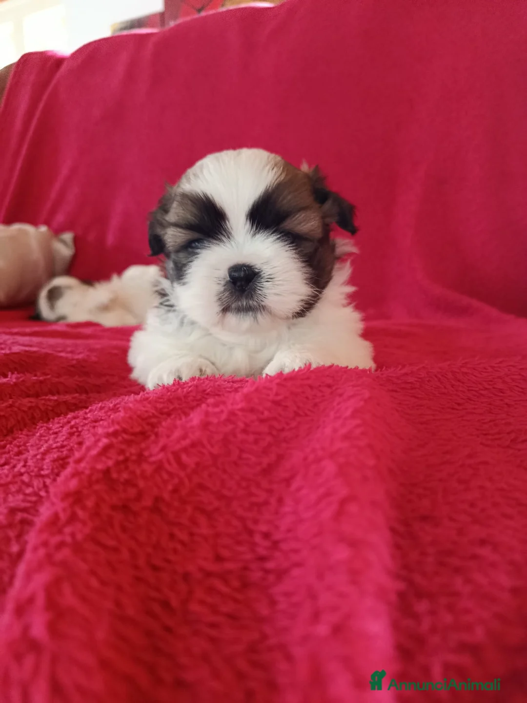 Shih Tzu cani in vendita: Cuccioli di Shitzu - Annuncio 8