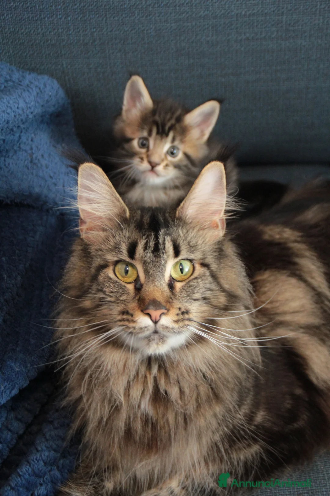 Immagine della galleria {{count}}