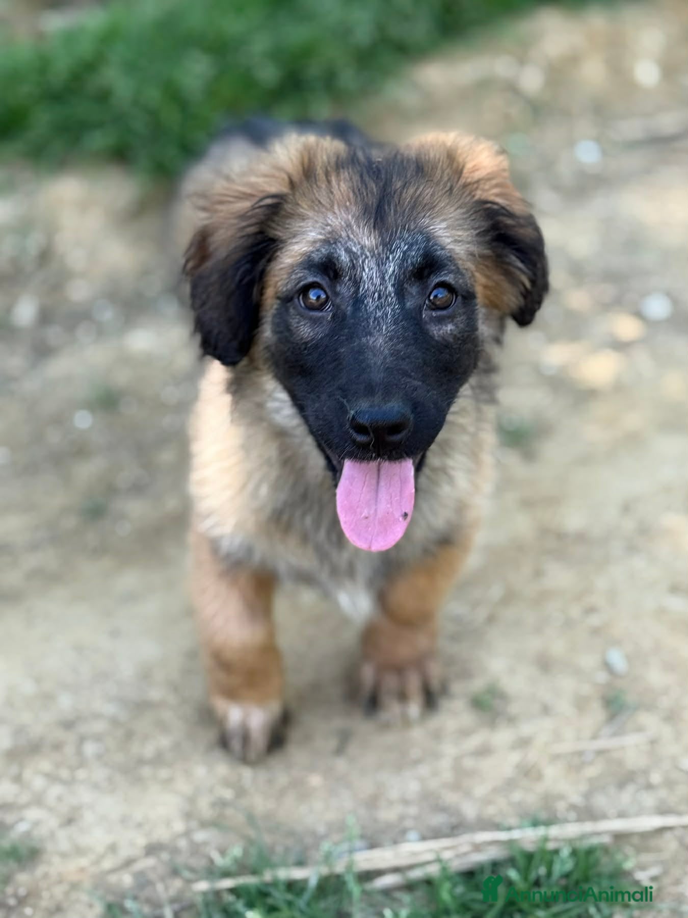 Meticcio cani in regalo: VERA, cucciola super DOLCE! Tg MEDIO PICCOLA - Annuncio 3