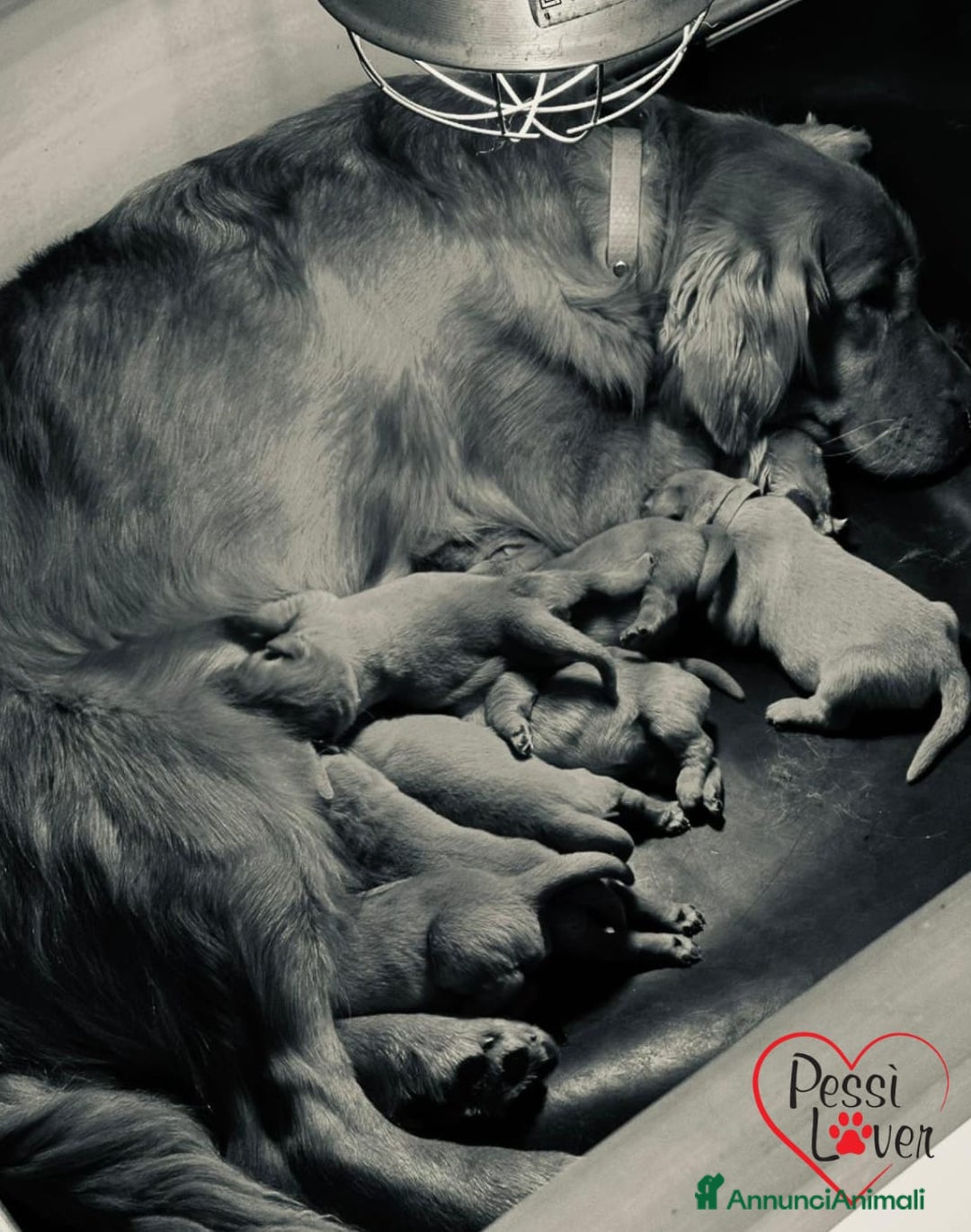 Golden Retriever cani in vendita: CUCCIOLO DI GOLDEN RETRIEVER 100% AMERICANO - Annuncio 3