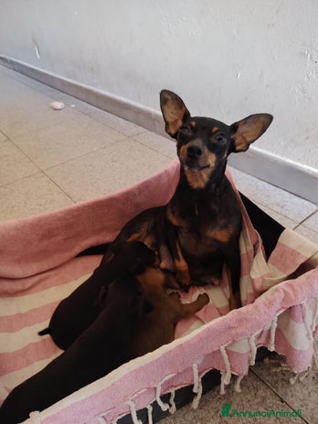 Pinscher Miniatura cani - Annuncio 3