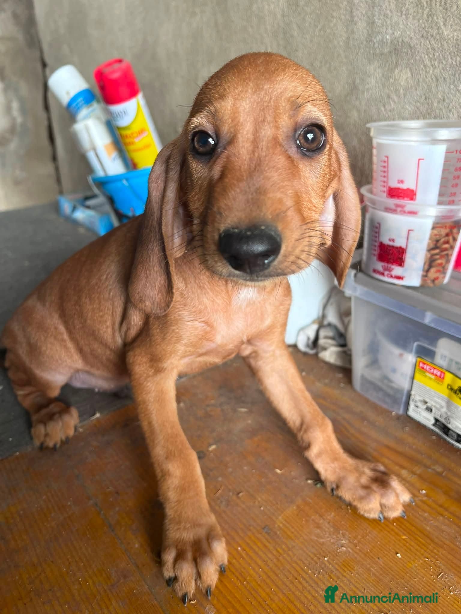 Segugio dell'Appennino cani Cuccioli segugio dell'appennino - Annuncio 28