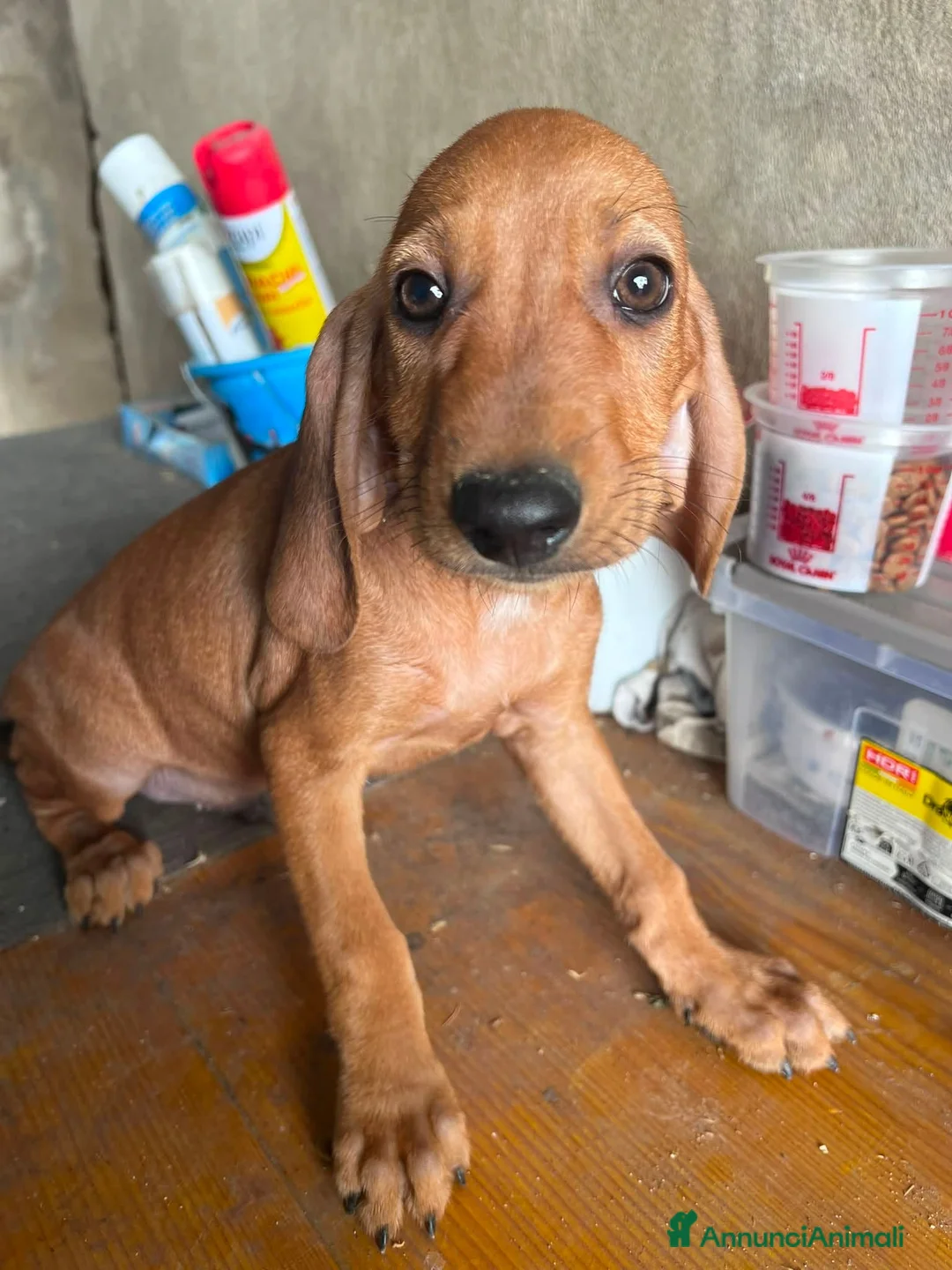 Segugio dell'Appennino cani in vendita: Cuccioli segugio dell'appennino - Annuncio 1