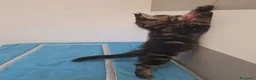 Maine Coon gatti in vendita: Litter G Dolci Fusa - Annuncio 2