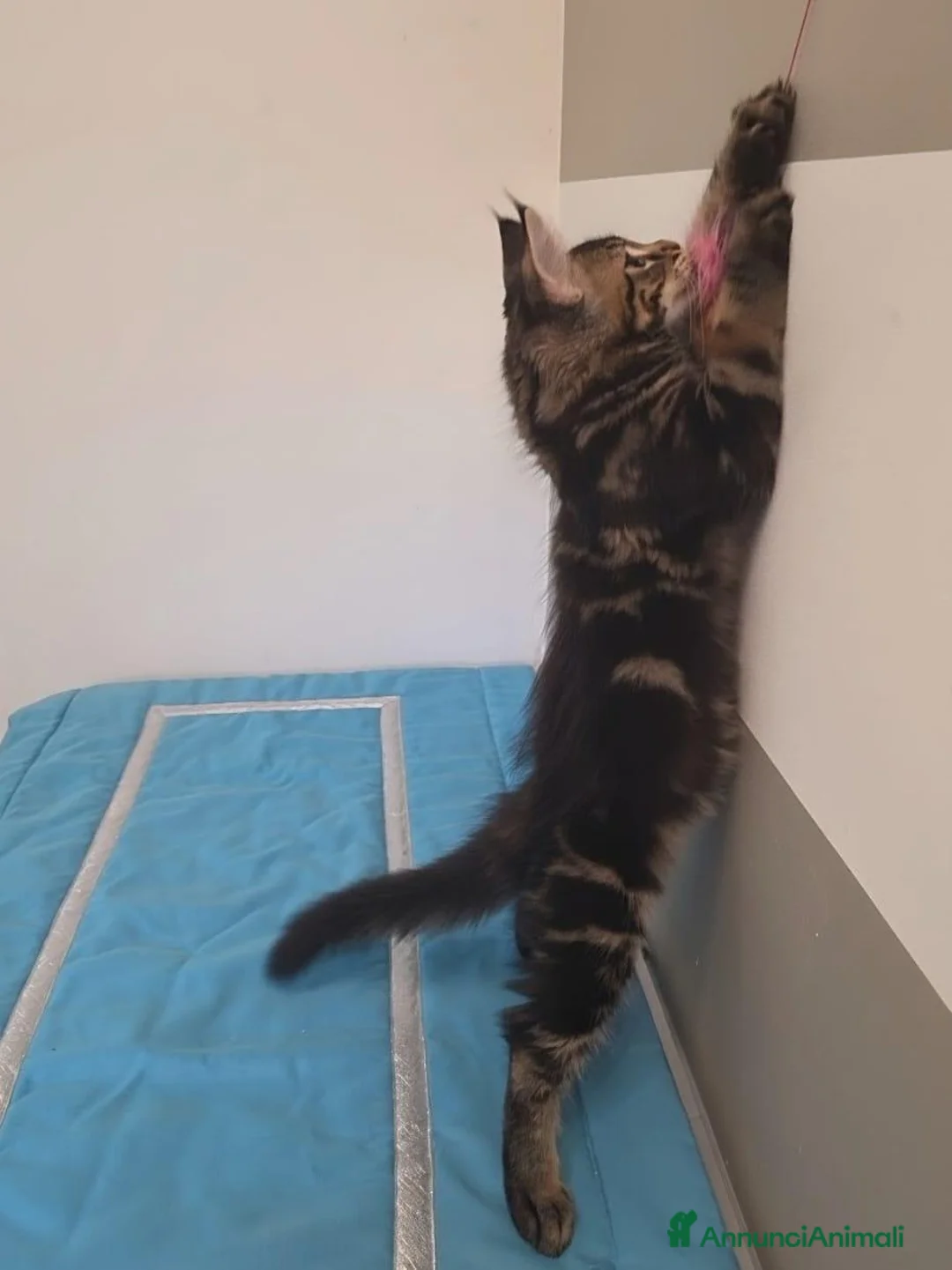 Maine Coon gatti in vendita: Litter G Dolci Fusa - Annuncio 2