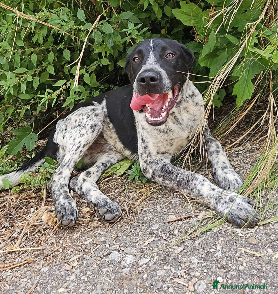 Meticcio cani YUKI CUCCIOLO MIX SETTERINO  - Annuncio 28
