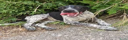 Meticcio cani in regalo: YUKI CUCCIOLO MIX SETTERINO  a Provincia di Varese - Annuncio 1
