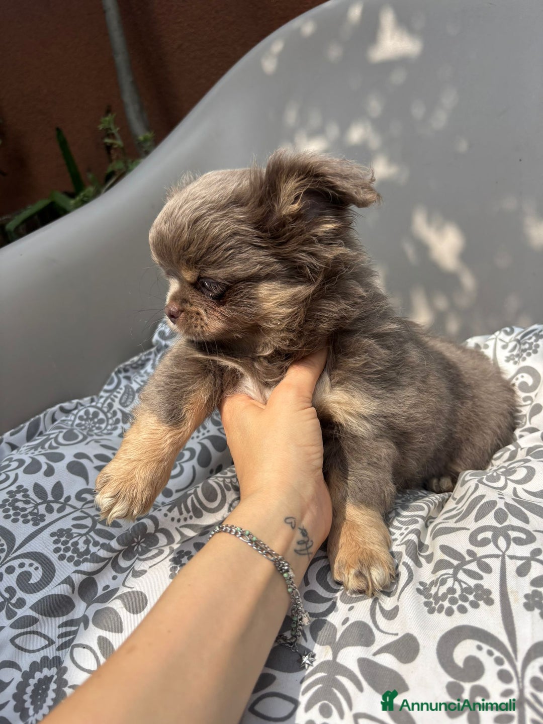 Chihuahua cani in vendita: Chihuahua pelo lungo tricolore lillac  a Città metropolitana di Milano - Immagine 4