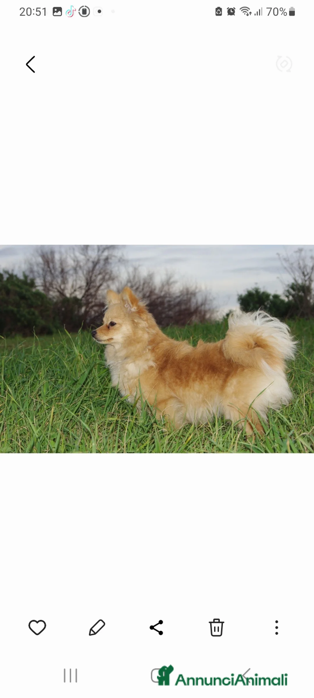 Volpino Pomerania cani in vendita: Spiz tedesco volpini della pomerania - Annuncio 1