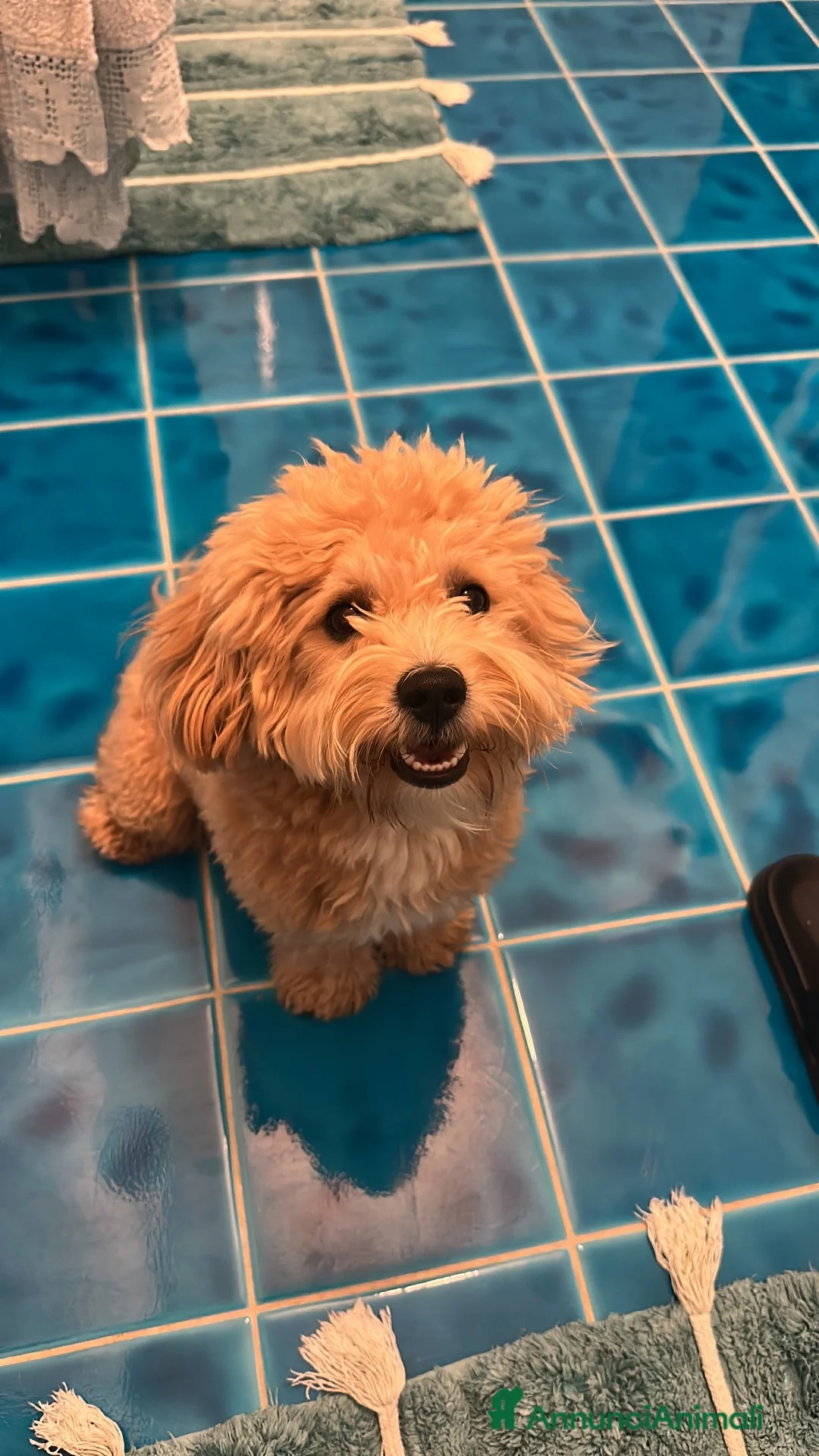 Maltipoo cani per accoppiamento: Cerco una fidanzata a Churro a Provincia di Bergamo - Annuncio 5