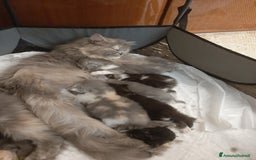 Persiano gatti in vendita: Gattini persiano bicolore a Città metropolitana di Messina - Immagine 21