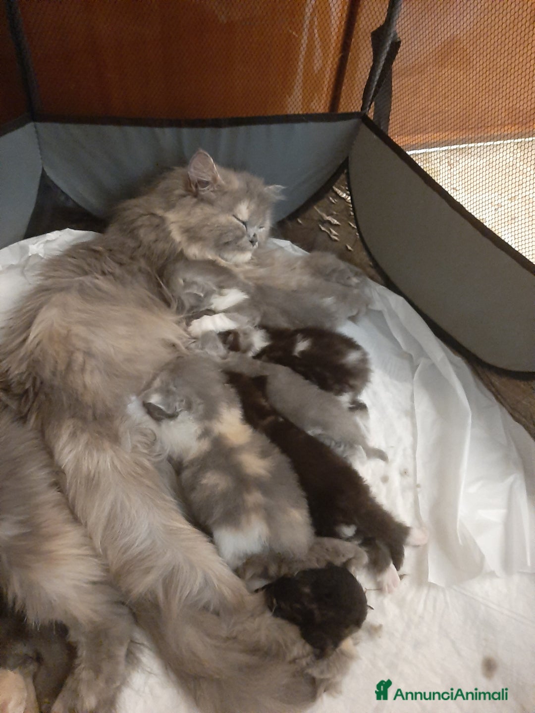 Persiano gatti in vendita: Gattini persiano bicolore a Città metropolitana di Messina - Immagine 21