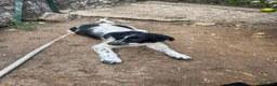 Meticcio cani in regalo: Zorro cucciolo giocherellone - Annuncio 9